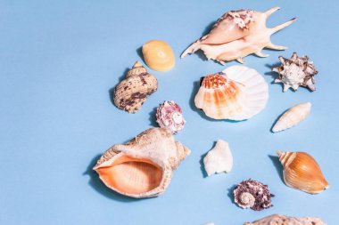 Yaz tatili kavramı. Pastel mavi arka planda çeşitli deniz kabukları. Modaya uygun bir sert ışık, koyu gölge, düz uzanma, metin için yer