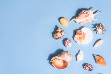 Yaz tatili kavramı. Pastel mavi arka planda çeşitli deniz kabukları. Modaya uygun sert bir ışık, karanlık bir gölge, düz uzanma, üst manzara
