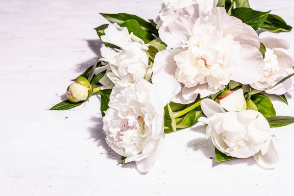 一束新鲜的白色牡丹 夏天娇嫩的花朵 浪漫的礼物的概念 植物的排列 时尚的强光 黑暗的阴影 白色的旧木板背景 — 图库照片
