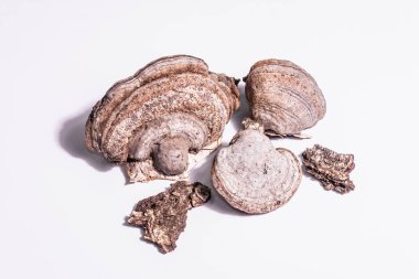 Beyaz arka planda izole edilmiş mantar mantarı ya da Fomes fomentarius