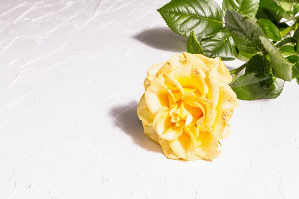 装飾的な背景をバラ 新鮮な黄色の花 ハードライト 暗い影 白いパテの背景 コピースペース — ストック写真