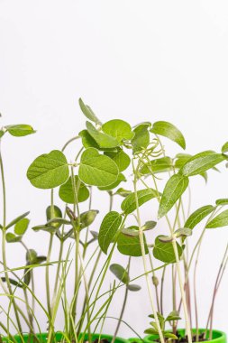 Genç yeşilliklerin yaprakları beyazın üzerinde yalıtılmış. Bahçıvanlık konsepti, bahar mevsimsel çalışmaları. Ekmek, fidanlar, küçük soya yaprakları ile arka plan, metin için yer