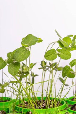 Genç yeşilliklerin yaprakları beyazın üzerinde yalıtılmış. Bahçıvanlık konsepti, bahar mevsimsel çalışmaları. Ekmek, fidanlar, küçük soya yaprakları ile arka plan, metin için yer