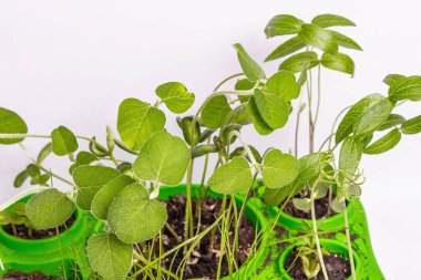 Genç yeşilliklerin yaprakları beyazın üzerinde yalıtılmış. Bahçıvanlık konsepti, bahar mevsimsel çalışmaları. Ekmek, fidanlar, küçük soya yaprakları ile arka plan, metin için yer