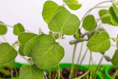 Genç yeşilliklerin yaprakları beyazın üzerinde yalıtılmış. Bahçıvanlık konsepti, bahar mevsimsel çalışmaları. Ekmek, fidanlar, küçük soya yaprakları ile arka plan, metin için yer