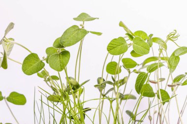 Genç yeşilliklerin yaprakları beyazın üzerinde yalıtılmış. Bahçıvanlık konsepti, bahar mevsimsel çalışmaları. Ekmek, fidanlar, küçük soya yaprakları ile arka plan, metin için yer
