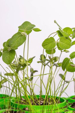 Genç yeşilliklerin yaprakları beyazın üzerinde yalıtılmış. Bahçıvanlık konsepti, bahar mevsimsel çalışmaları. Ekmek, fidanlar, küçük soya yaprakları ile arka plan, metin için yer