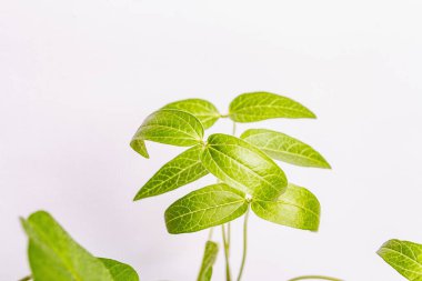 Genç yeşilliklerin yaprakları beyazın üzerinde yalıtılmış. Bahçıvanlık konsepti, bahar mevsimsel çalışmaları. Ekmek, fidanlar, küçük soya yaprakları ile arka plan, metin için yer