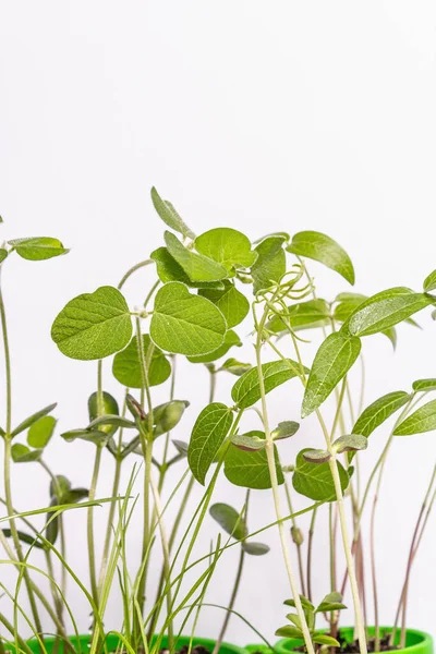 Genç yeşilliklerin yaprakları beyazın üzerinde yalıtılmış. Bahçıvanlık konsepti, bahar mevsimsel çalışmaları. Ekmek, fidanlar, küçük soya yaprakları ile arka plan, metin için yer