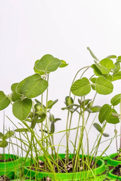 Genç yeşilliklerin yaprakları beyazın üzerinde yalıtılmış. Bahçıvanlık konsepti, bahar mevsimsel çalışmaları. Ekmek, fidanlar, küçük soya yaprakları ile arka plan, metin için yer