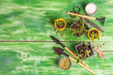 Bahar ekimi ve bahçıvanlık kavramı. Aletler, sulama kutuları, saksılar, kovalar, dekoratif taşlar. Taze soya fasulyesi, fasulye, fıstık, lupin, çimen. Eski ahşap masa, üst manzara.