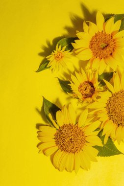 Parlak sarı arka planda sarı ayçiçekleri. Yaz aydınlık tebrik kartı şablonu, üst görünüm