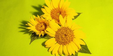 Parlak yeşil arka planda sarı ayçiçekleri. Yaz aydınlık tebrik kartı şablonu, afiş