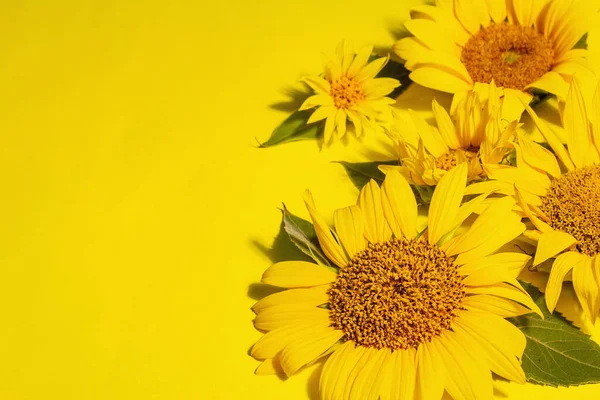 Жовті Соняшники Яскраво Жовтому Тлі Літо Яскравий Шаблон Вітальної Листівки — стокове фото