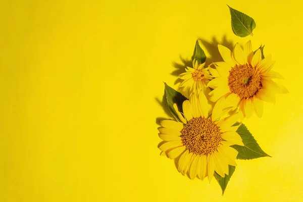 Жовті Соняшники Яскраво Жовтому Тлі Літній Яскравий Шаблон Вітальних Листівок — стокове фото