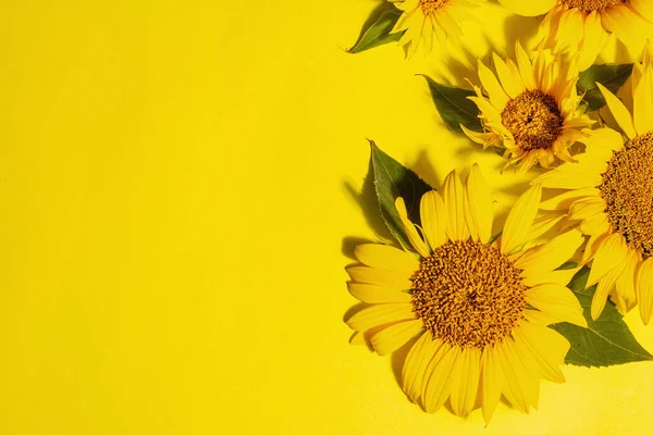 Жовті Соняшники Яскраво Жовтому Тлі Літній Яскравий Шаблон Вітальних Листівок — стокове фото