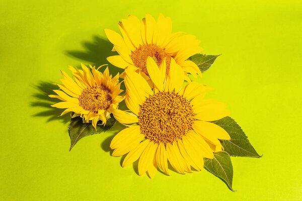 Yellow sunflowers on bright green background. Summer bright greeting card template, place for text
