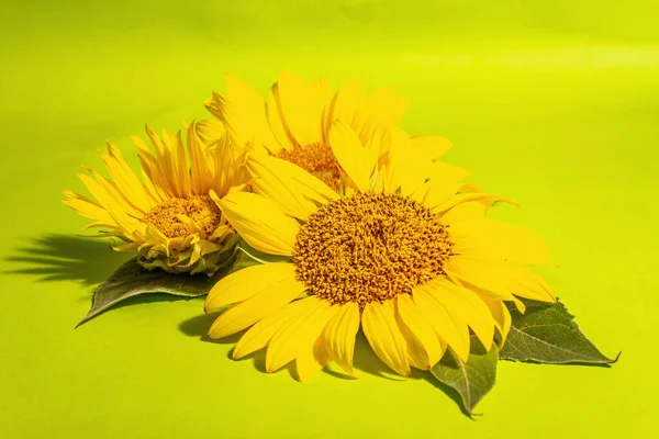 Жовті Соняшники Яскраво Зеленому Тлі Літо Яскравий Шаблон Вітальної Листівки — стокове фото