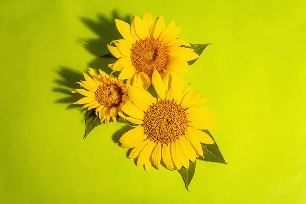 Gele Zonnebloemen Felgroene Achtergrond Zomer Heldere Wenskaart Template Bovenaanzicht — Stockfoto