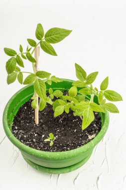 Domates tohumları. Saksıdaki saksı bitkileri. Beyaz alçı arkaplan