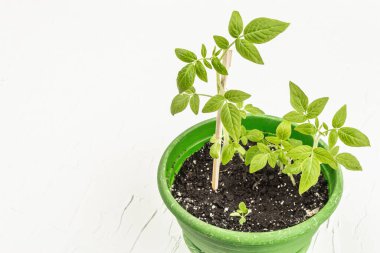 Domates tohumları. Saksıdaki saksı bitkileri. Beyaz alçı arkaplan