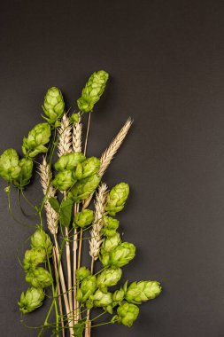 Buğday birası konsepti. Zıpzıp ve buğday kulakları siyah beton yüzeyde sıralanmıştır. Kopyalama alanı ile Oktoberfest şablonu, üst görünüm