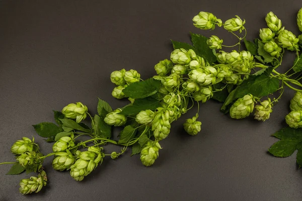 Grüne Reife Hopfenzapfen Für Brauerei Oder Backstube Eine Natürliche Zutat — Stockfoto