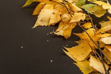 Sarı yapraklı huş dalları. Sonbahar siyah taş zemin beton, kopyalama alanı