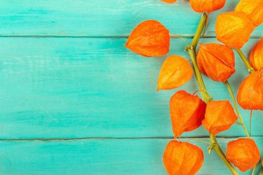 Turkuaz ahşap arka planda Physalis alkekengi çiçekleri. Dallarda turuncu Çin fenerleri, sonbahar dekoru elementi, üst manzara.