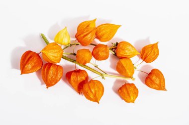 Physalis alkekengi ya da Çin feneri beyaz arka planda izole edilmiştir. Dallarda turuncu lampion çiçekleri, sonbahar dekoru elementi.