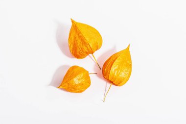 Physalis alkekengi ya da Çin feneri beyaz arka planda izole edilmiştir. Dallarda turuncu lampion çiçekleri, sonbahar dekoru elementi.
