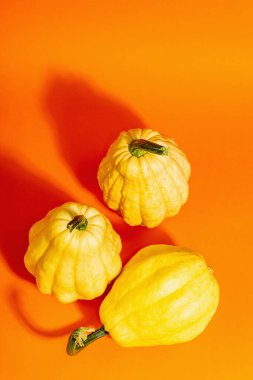 Parlak turuncu arka planda izole edilmiş olgun sarı balkabakları. Cadılar Bayramı ya da Şükran Günü için geleneksel dekoratif öğe.