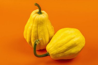 Parlak turuncu arka planda izole edilmiş olgun sarı balkabakları. Cadılar Bayramı ya da Şükran Günü için geleneksel dekoratif öğe.