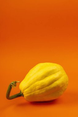 Parlak turuncu arka planda izole edilmiş olgun sarı balkabağı. Cadılar Bayramı ya da Şükran Günü için geleneksel dekoratif öğe.