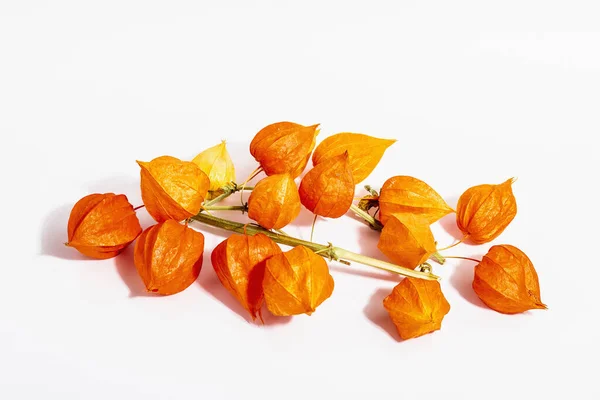 白地に隔離された白色の提灯 枝にオレンジ色のランプの花 秋の装飾の要素 — ストック写真