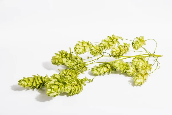 Zielone Dojrzałe Szyszki Chmielowe Izolowane Białym Tle Tradycyjny Składnik Naturalny — Zdjęcie stockowe
