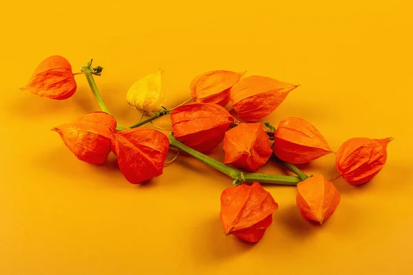 Physalis Alkekengi Або Китайський Ліхтар Ізольований Жовтому Тлі Помаранчеві Квітки — стокове фото