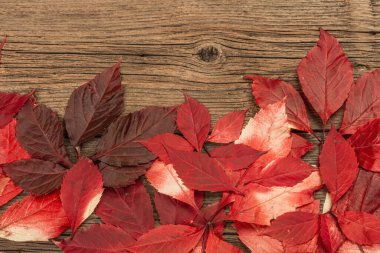 Eski ahşap tahtaların üzerine renkli yapraklar. Şenlikli sonbahar geçmişi, Şükran Günü ya da Cadılar Bayramı için kart, mevsimsel iyi ruh hali.