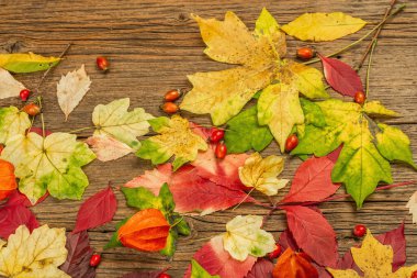 Eski ahşap tahtaların üzerine renkli yapraklar. Şenlikli sonbahar geçmişi, Şükran Günü ya da Cadılar Bayramı için kart, mevsimsel iyi ruh hali.