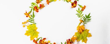 Sonbahar çerçeve kompozisyonu, beyaz arka planda izole edilmiş. Dekoratif yapraklar, böğürtlenler ve kadife çiçekleri için bir çelenk, afiş biçimi