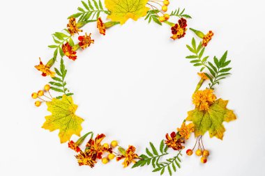 Sonbahar çerçeve kompozisyonu, beyaz arka planda izole edilmiş. Dekoratif yapraklar, böğürtlenler ve kadife çiçeklerinden bir çelenk.