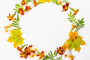 Sonbahar çerçeve kompozisyonu, beyaz arka planda izole edilmiş. Dekoratif yapraklar, böğürtlenler ve kadife çiçeklerinden bir çelenk.