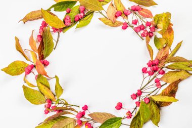Euonymus europaeus 'un çelengi beyaz arka planda izole edilmiştir. Sonbahar çerçeve dekoratif bileşimi zehirli meyveler, portakal tohumları ve renkli yapraklar