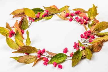 Euonymus europaeus 'un çelengi beyaz arka planda izole edilmiştir. Sonbahar çerçeve dekoratif bileşimi zehirli meyveler, portakal tohumları ve renkli yapraklar