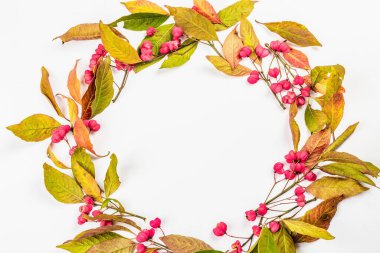 Euonymus europaeus 'un çelengi beyaz arka planda izole edilmiştir. Sonbahar çerçeve dekoratif bileşimi zehirli meyveler, portakal tohumları ve renkli yapraklar