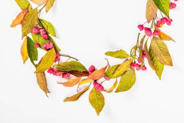 Euonymus europaeus 'un çelengi beyaz arka planda izole edilmiştir. Sonbahar çerçeve dekoratif bileşimi zehirli meyveler, portakal tohumları ve renkli yapraklar
