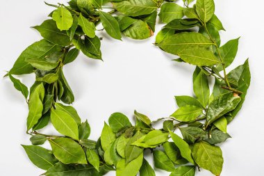 Beyaz arka planda izole edilmiş taze yapraklardan oluşan Laurel çelengi. Geleneksel kazananlar sembolü, çeşitli yemekler hazırlamak için bir malzeme.