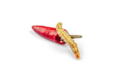 Kırmızı biberli Helicoverpa armigera caterpillar beyaz arka planda izole. Makro pamuk kurtçuğu aşısı, sebze mahsullerine zarar veren önemli bir tarımsal böcek..