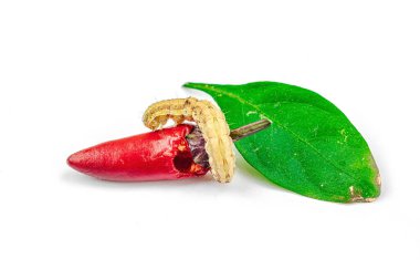 Kırmızı biberli Helicoverpa armigera caterpillar beyaz arka planda izole. Makro pamuk kurtçuğu aşısı, sebze mahsullerine zarar veren önemli bir tarımsal böcek..