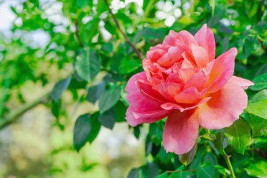 Çiçek açan narin çiçekli çay gülü melezi çalısı. Bahçe düzenlemeleri, bahçıvanlığı ve mavi gökyüzünün altında romantik hediye kavramları için yemyeşil çiçeklerle süslü bir bitki.